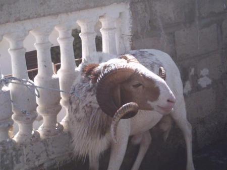 the gentle mouton